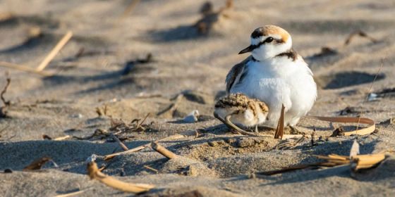 Sostenibilità è partecipazione. Fratino: la mascotte delle spiagge pulite.
