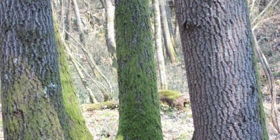 Sostenibilità è partecipazione. L’ecosistema bosco e l’albero habitat