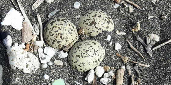 Sostenibilità è partecipazione. Fratino: la mascotte delle spiagge pulite.