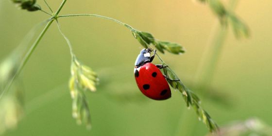 Noi e gli insetti: presenze insospettate o sospette