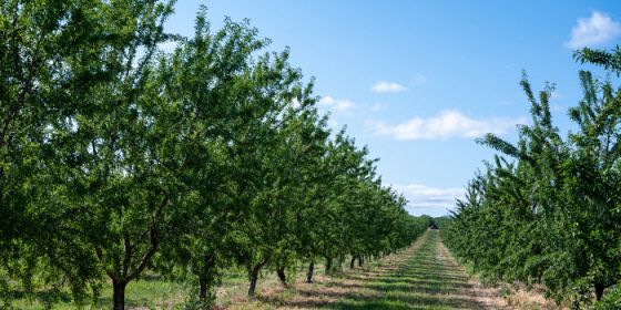 Tour dell’azienda in gravel bikes attraverso le collezioni di biodiversità